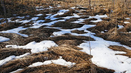 Wall Mural - dry grass from under the snow in the sun