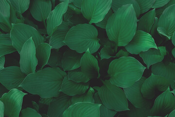 Wall Mural - Green leaves texture. Toned lush jungle background.