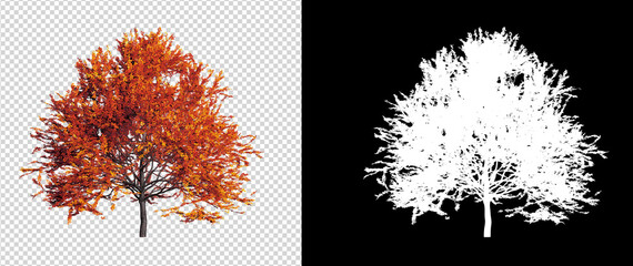 Poster - Autumn season tree on transparent background with clippings path
