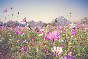 Aufkleber - cosmos flower vintage style with mountain