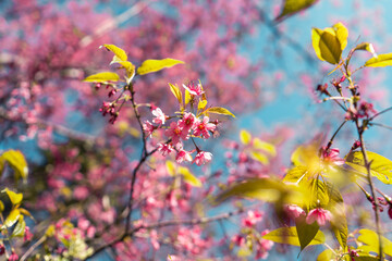  Cherry Blossoms, flowers of a cherry pink blossom tree