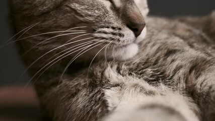 Wall Mural - Cute ginger tabby cat licking and washing itself, close-up. Slow motion 240 FPS.