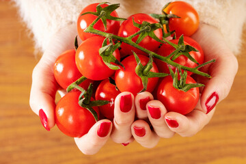 Wall Mural - Close up of red cherry tomatoes held in the hand by a girl with red nails