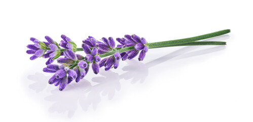 Lavender flowers isolated on white background