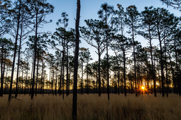 Sunrise in the Longleaf Pine Savanna of NC