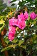 Pink colored paper flower in home garden Bougainvillea glabra