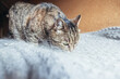 Funny portrait arrogant short-haired domestic tabby cat relaxing at home. Little kitten lovely member of family playing indoor. Pet care health and animal concept.