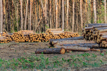 Wall Mural - Stacked tree trunks felled by the logging timber industry in pine forest