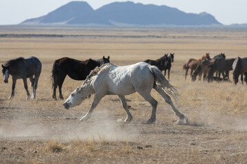 Naklejka na meble Wild Horses in Spring in the Utah Desert