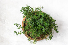 Young Leaves Of Thyme In A Pot, Seedlings.