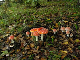 red toadstools, big and small, against the background of dry leaves in the forest and spruce. Toadstool amanita muscaria in the forest