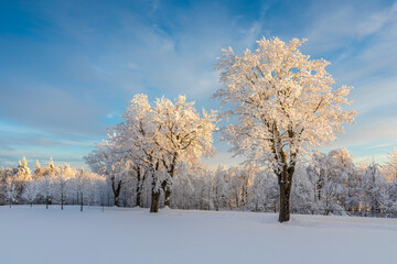 Wall Mural - The snowy road in the woods Winter way after the snowfall through forest covered in snow. Beautiful sunny day with icy and frosty trees. Alps ski resort in christmas time. 