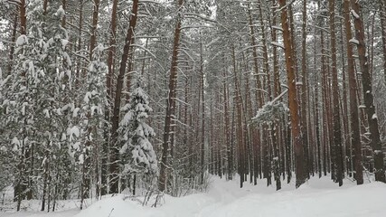Fototapete - Ski track in winter pine forest