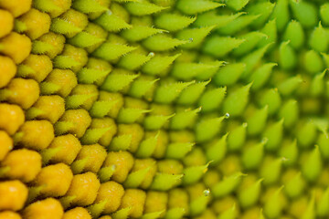 Sunflower Macro