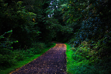 path in the forest