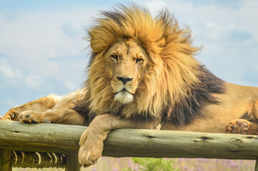 Wall Mural - Closeup of a majestic young brown lion during a South African Safari