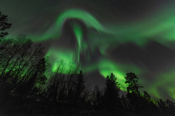 aurora over the forrest