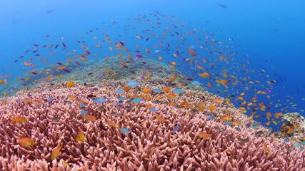 Wall Mural - Colorful tropical fish schooling over pristine coral reef in the pacific Ocean