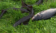 Fresh sturgeon fish and carp on green grass