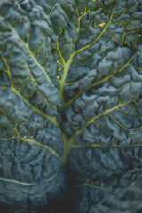 detail of leaves of cabbage