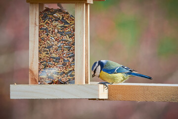 Wall Mural - Eurasian blue tit bird ( Cyanistes caeruleus ) eating seeds from a bird feeder