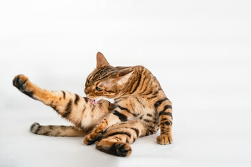 Wall Mural - Ginger Bengal cat with green eyes licks on a white background alone