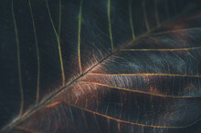 Abstract Dry Leaf Background . Soft Focus