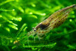 Close up of an Amano Shrimp in a freshwater aquarium