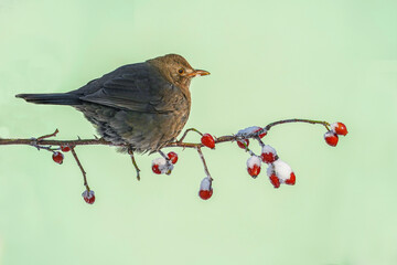 Wall Mural -  Female Common blackbird (Turdus merula) eats red berries in winter. A Common Blackbird (Turdus merula) retrieving a berry from a tree.