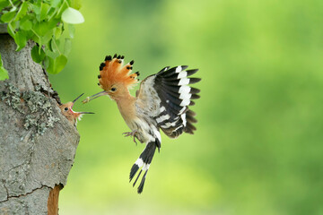 Wall Mural - Eurasian Hoopoe (Upupa epops) feeding it's chicks captured in flight.