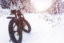 Fat Bike In The Winter Forest. Cycling, Fat Biking In Winter