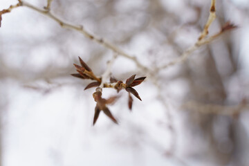 Macro Shot of Cottonwood Tree Branch Buds in Winter