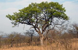 Fototapeta Sawanna - Les arbres et arbustes du Parc National Kruger, Afrique du Sud