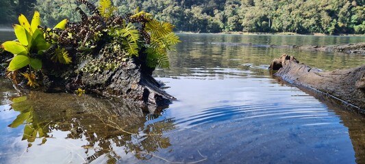 nature in water