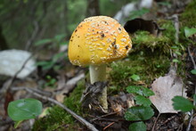 A Yellow Amanita Mushroom Along Trail In Adirondack National Park, New York.