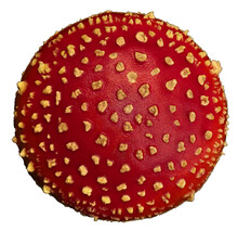 Top View Of Poisonous Red And White Amanita On White Background