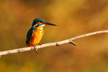 kingfisher on branch