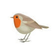 European robin bird, known simply as the robin or robin redbreast in Ireland and Britain. Flat vector illustration.