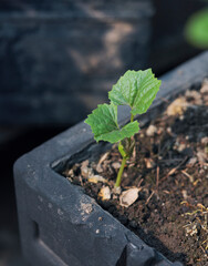 High angle view of young bitter gourd or bitter melon plant in pot, with just two leaves. Shot few days after germination process.