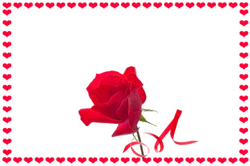 Valentine's Day. Beautiful background with red bright rose with red ribbon in frame with red hearts on white isolated background