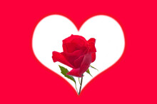 Valentine's Day. Beautiful Red Bright Rose In The Center Of A White Heart On A Red Background