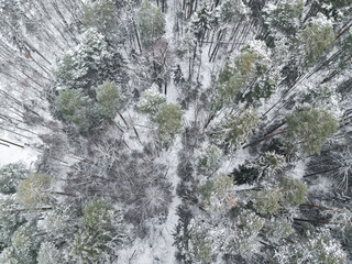 Green grass and fallen leafs covered by white hoar. Brown dry leafs lie on frozen grass with hoarfrost.