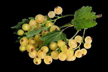 Ripe yellow currant berries macro isolated