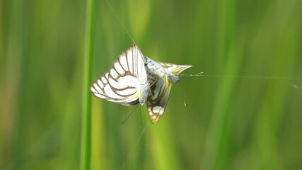 Slow motion two butterflies trapped by spider web blow by wind.