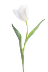 Poster - White Tulips isolated on white background.