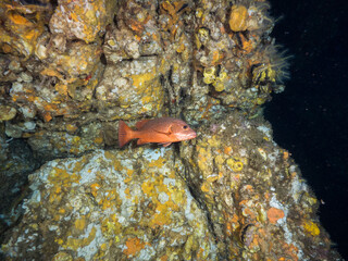 Mangrove red snapper in underwater cave (Mergui archipelago, Myanmar)