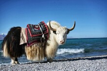 Tibet Beautiful Domestics Yak With Cultural Decoration In Front Of Namtso Lake