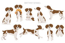 Brittany Spaneil Clipart. Different Poses Set. Adult And Puppy Dogs Infographic