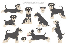 Miniature Schnauzer Dogs In Different Poses And Coat Colors. Adult And Puppy Scottie Set.