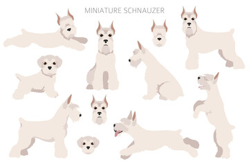  Miniature schnauzer dogs in different poses and coat colors. Adult and puppy scottie set.